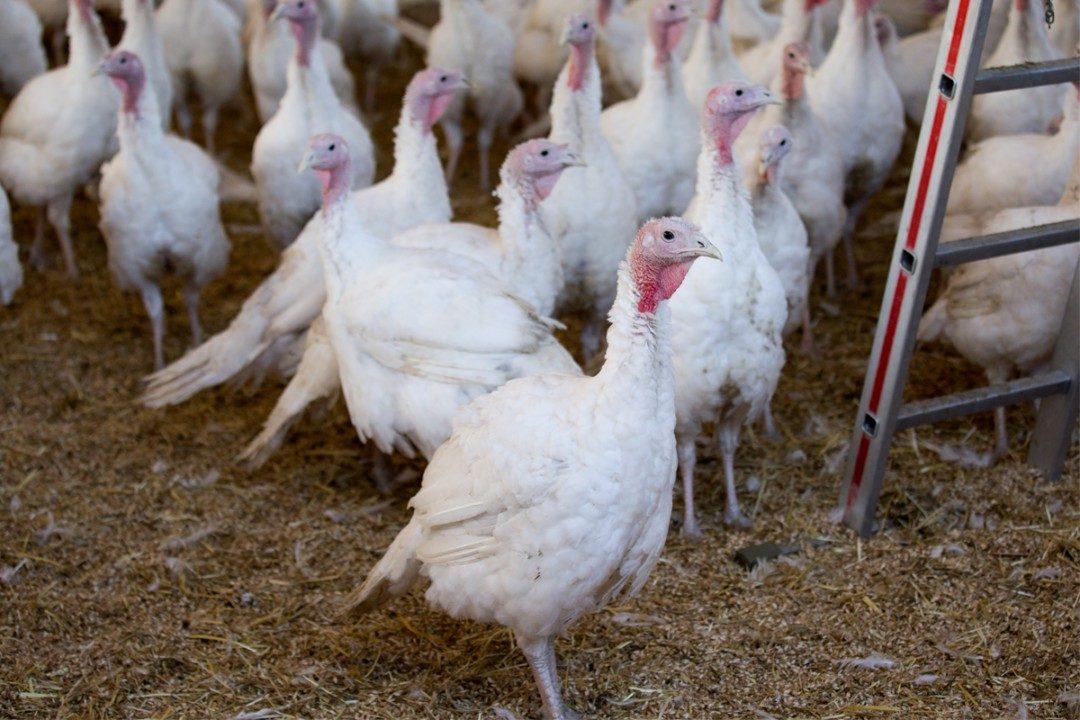 TurkeyFarm_Lead-smaller.jpg